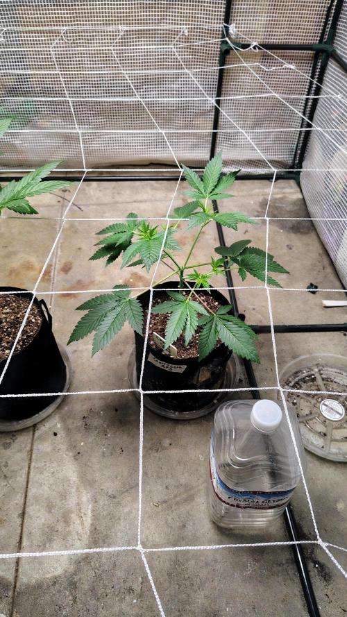 Guava and Cherry cola RF3 upgrades. Week 4