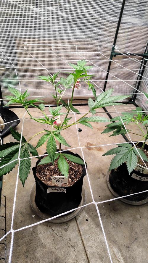 Guava and Cherry cola RF3 upgrades. Week 4