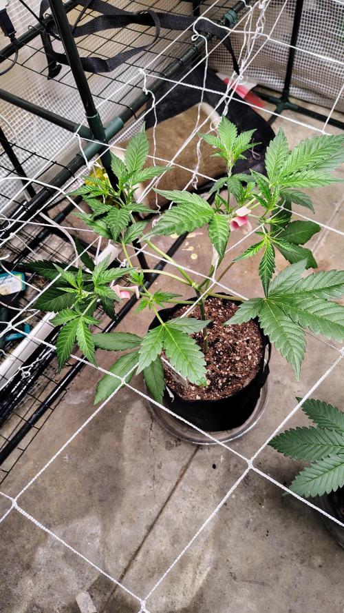Guava and Cherry cola RF3 upgrades. Week 4