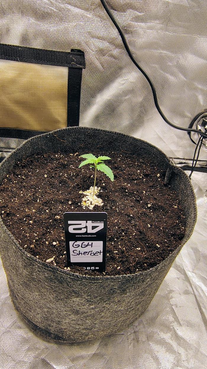 GG4 SHERBET. Week 0