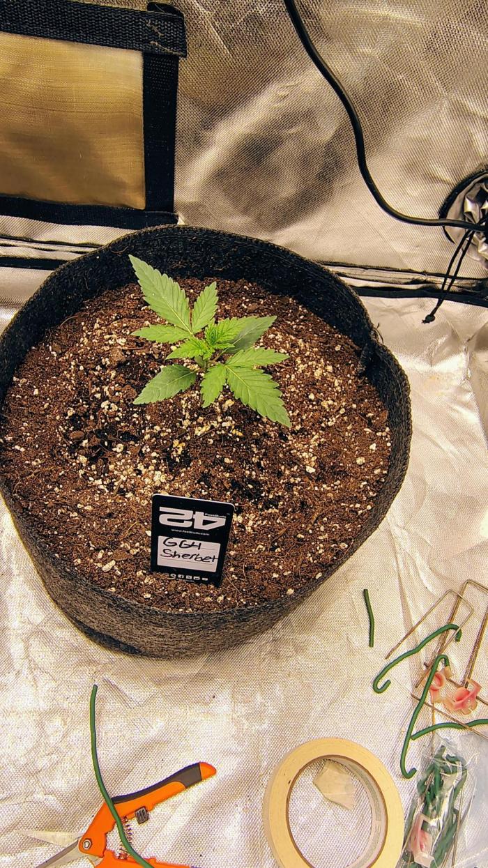 GG4 SHERBET. Week 1