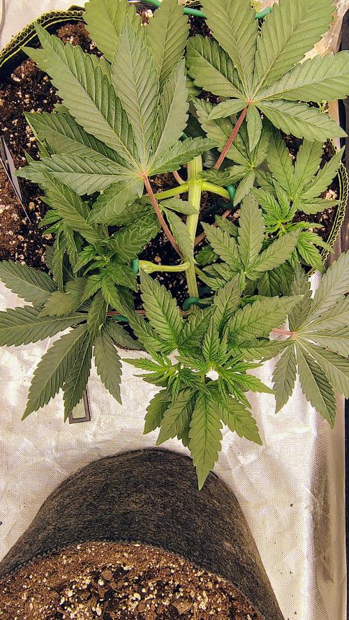 Papayton (papaya Gary Payton). Week 3