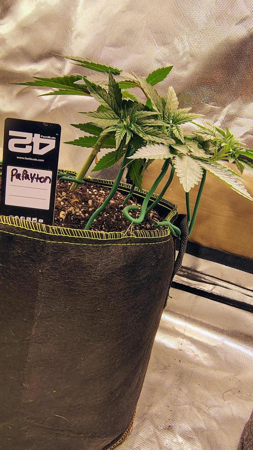 Papayton (papaya Gary Payton). Week 3