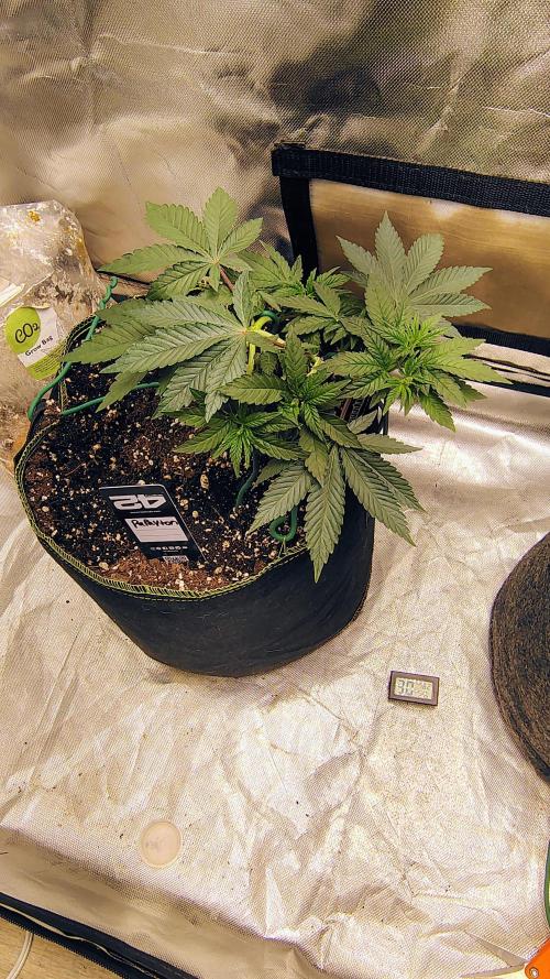Papayton (papaya Gary Payton). Week 3