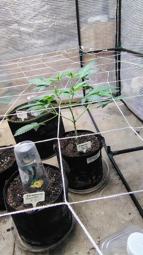 Guava and Cherry cola RF3 upgrades. Week 5
