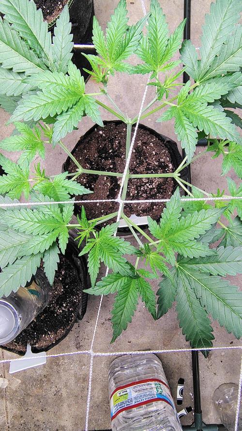Guava and Cherry cola RF3 upgrades. Week 5