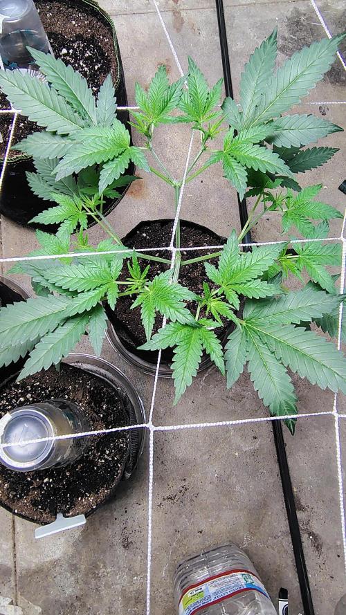 Guava and Cherry cola RF3 upgrades. Week 5