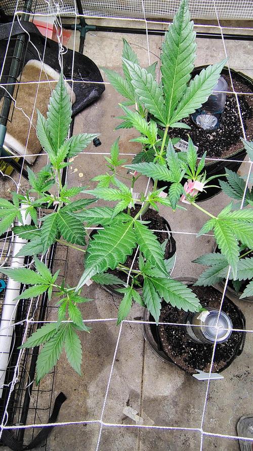 Guava and Cherry cola RF3 upgrades. Week 5