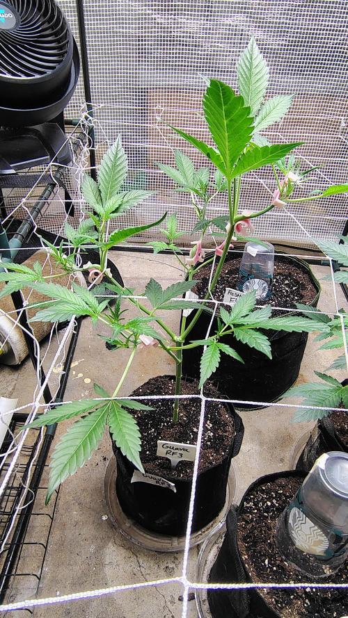 Guava and Cherry cola RF3 upgrades. Week 5