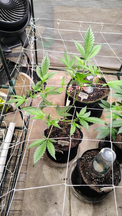 Guava and Cherry cola RF3 upgrades. Week 5