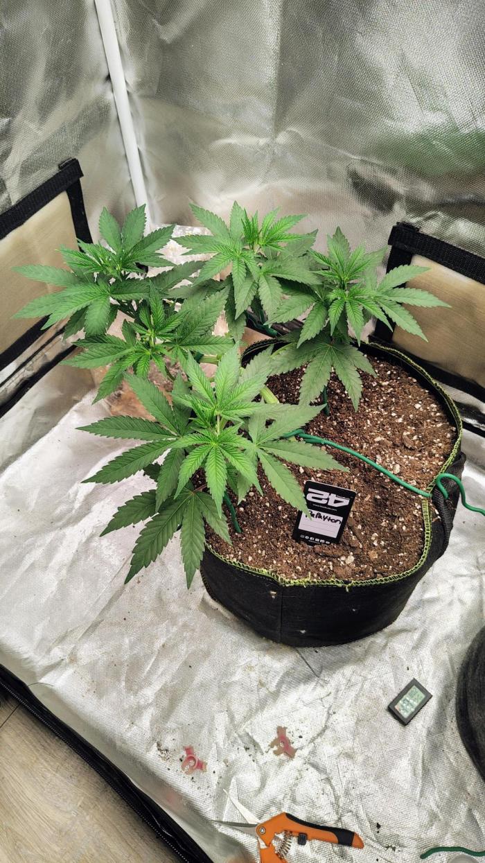 Papayton (papaya Gary Payton). Week 4