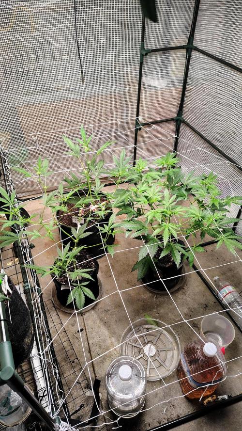 Guava and Cherry cola RF3 upgrades. Week 6