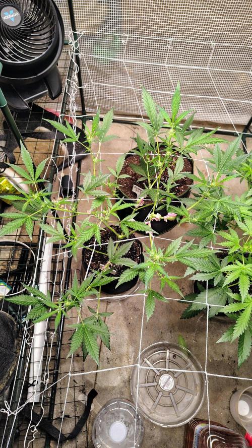 Guava and Cherry cola RF3 upgrades. Week 6