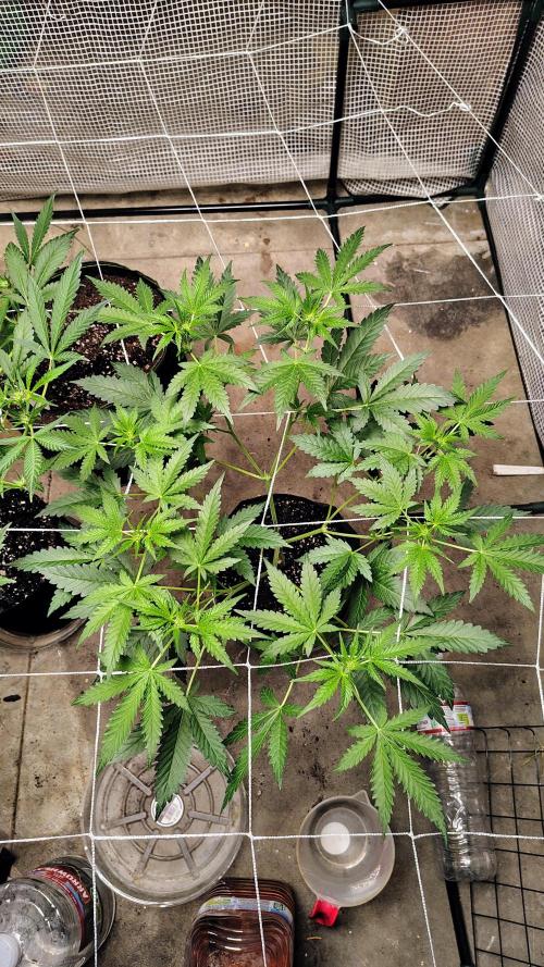 Guava and Cherry cola RF3 upgrades. Week 6