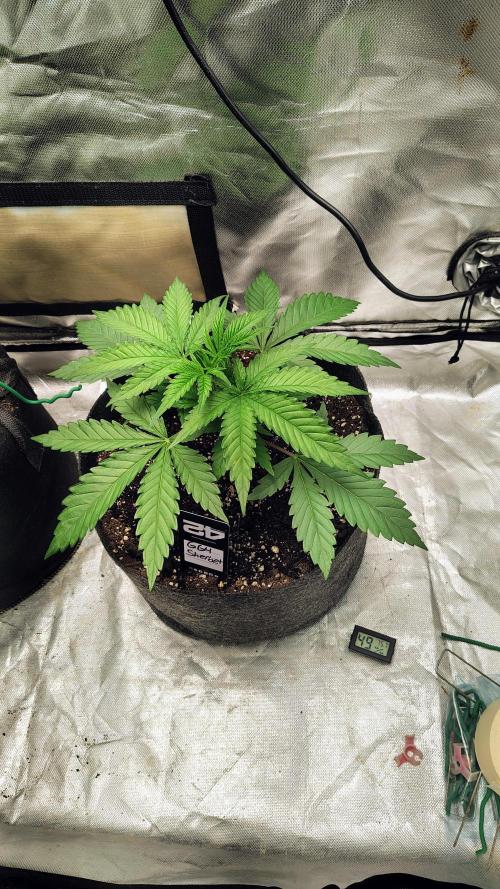 GG4 SHERBET. Week 4