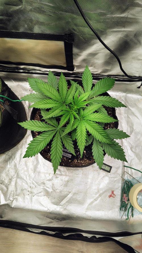 GG4 SHERBET. Week 4