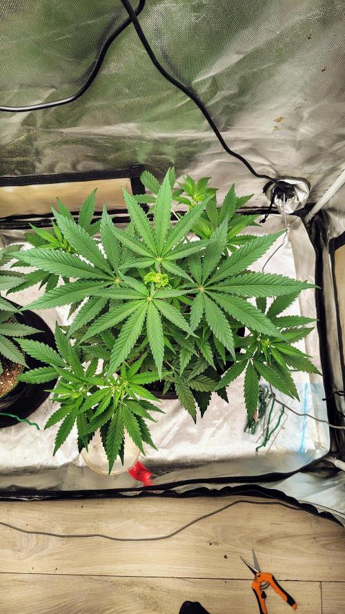 GG4 SHERBET. Week 5