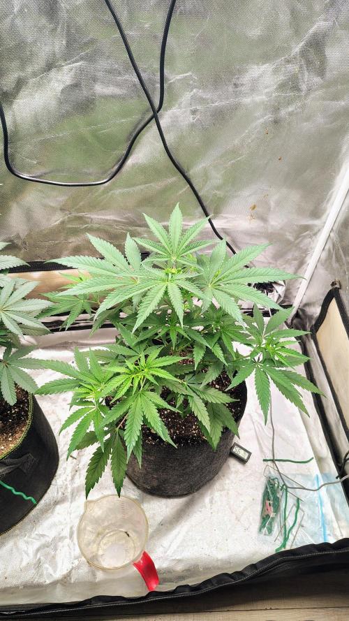 GG4 SHERBET. Week 5