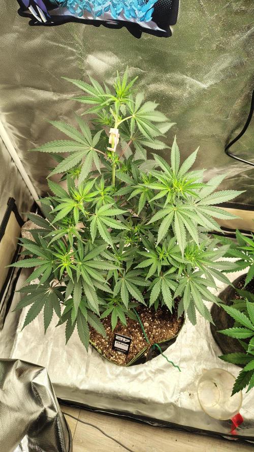 Papayton (papaya Gary Payton). Week 5