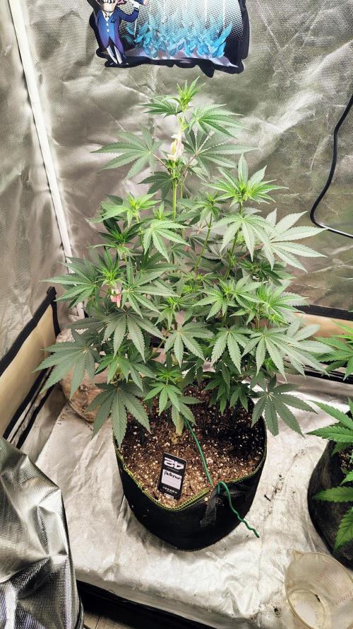 Papayton (papaya Gary Payton). Week 5