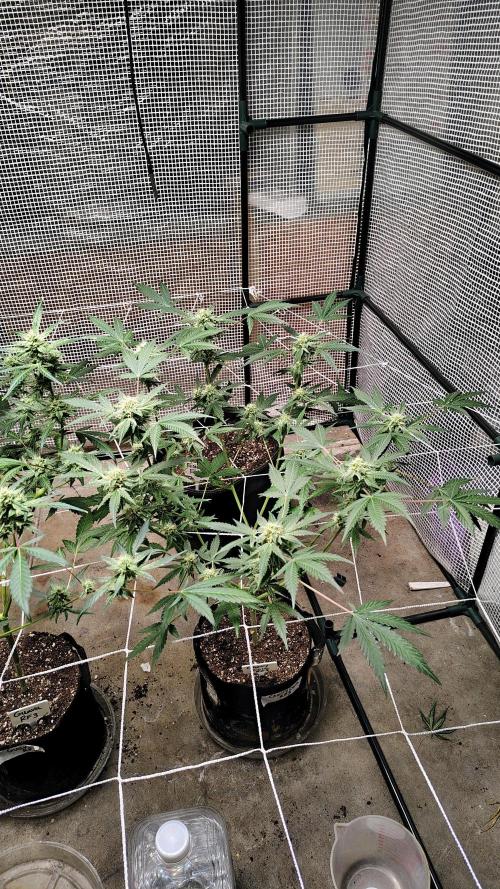 Guava and Cherry cola RF3 upgrades. Week 7 - Cherry cola