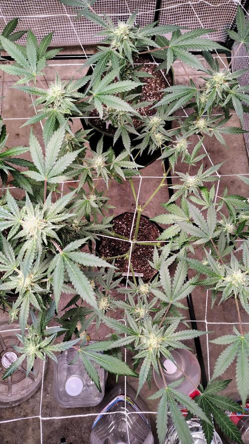 Guava and Cherry cola RF3 upgrades. Week 7 - Cherry cola