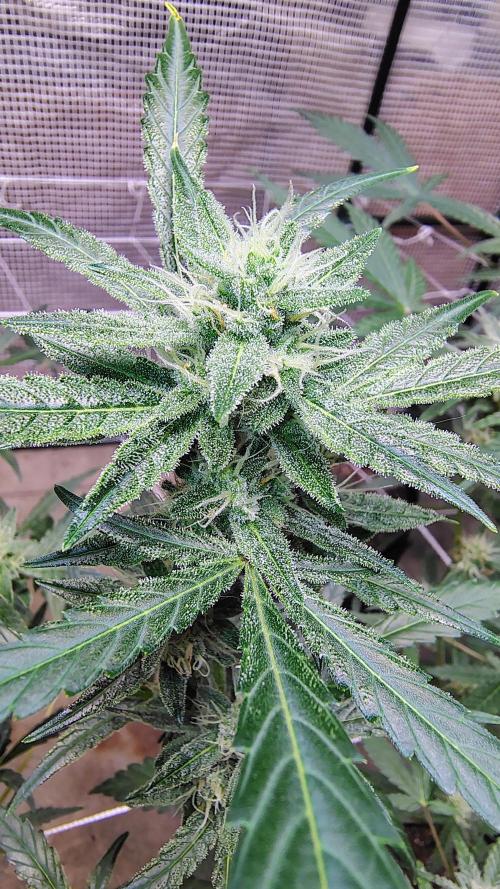 Guava and Cherry cola RF3 upgrades. Week 7 - Guava