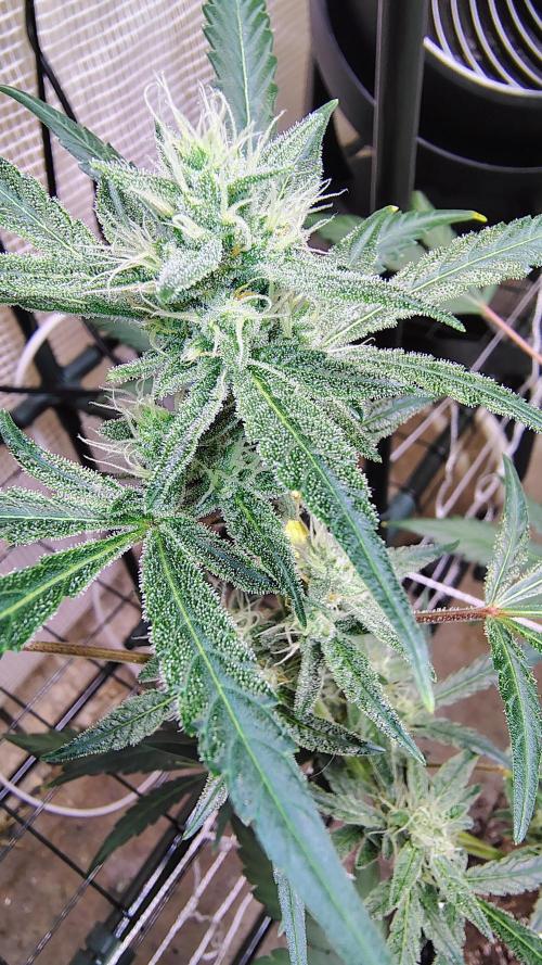 Guava and Cherry cola RF3 upgrades. Week 7 - Guava