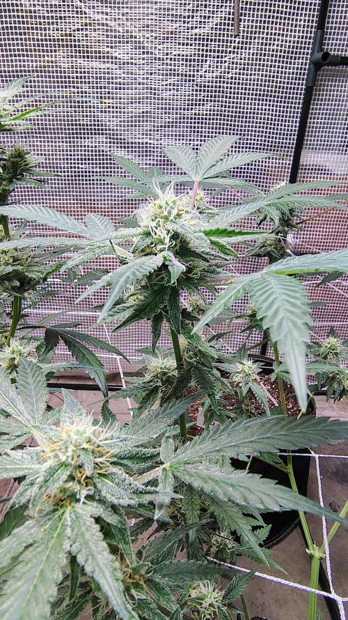 Guava and Cherry cola RF3 upgrades. Week 7 - Guava