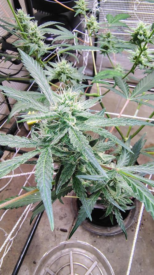 Guava and Cherry cola RF3 upgrades. Week 7 - Guava