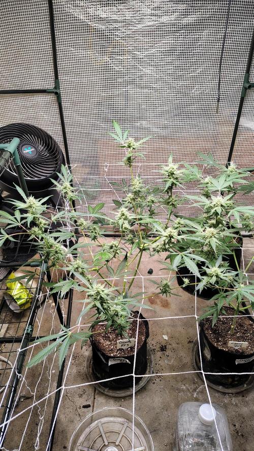 Guava and Cherry cola RF3 upgrades. Week 7 - Guava