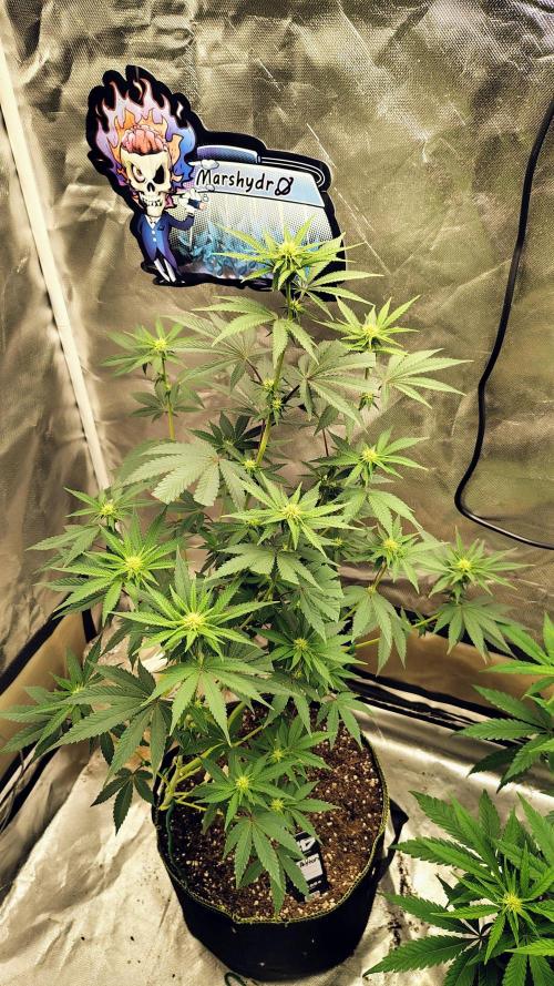 Papayton (papaya Gary Payton). Week 6