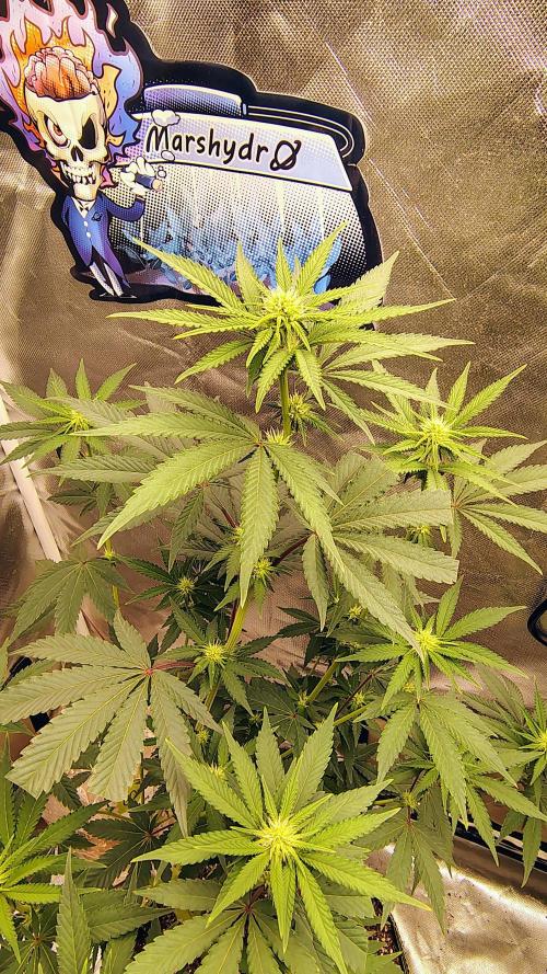 Papayton (papaya Gary Payton). Week 6