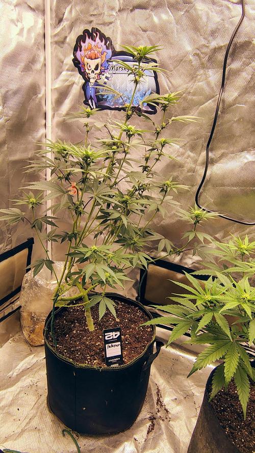 Papayton (papaya Gary Payton). Week 6