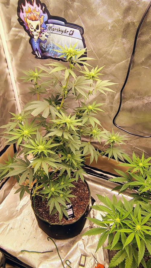 Papayton (papaya Gary Payton). Week 6