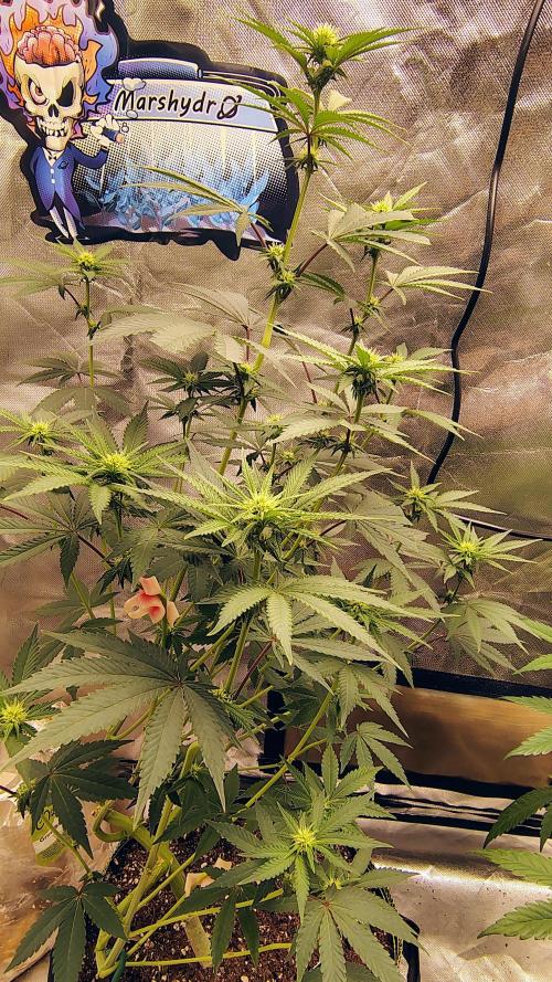 Papayton (papaya Gary Payton). Week 6