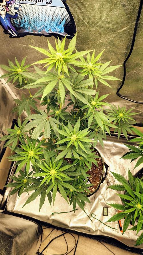 Papayton (papaya Gary Payton). Week 6