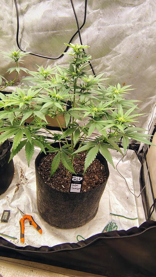GG4 SHERBET. Week 6