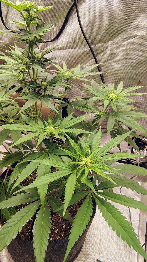 GG4 SHERBET. Week 6