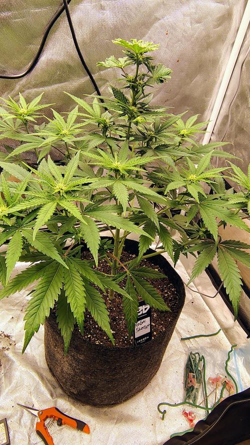 GG4 SHERBET. Week 6