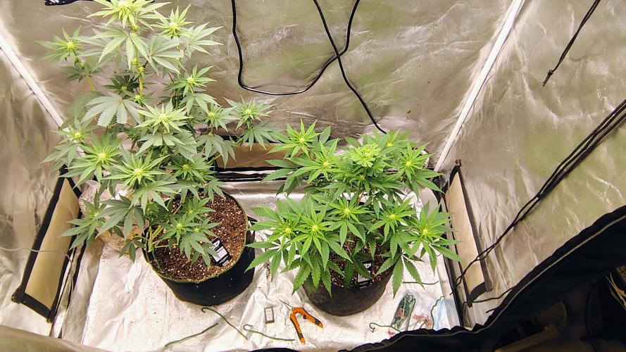 GG4 SHERBET. Week 6