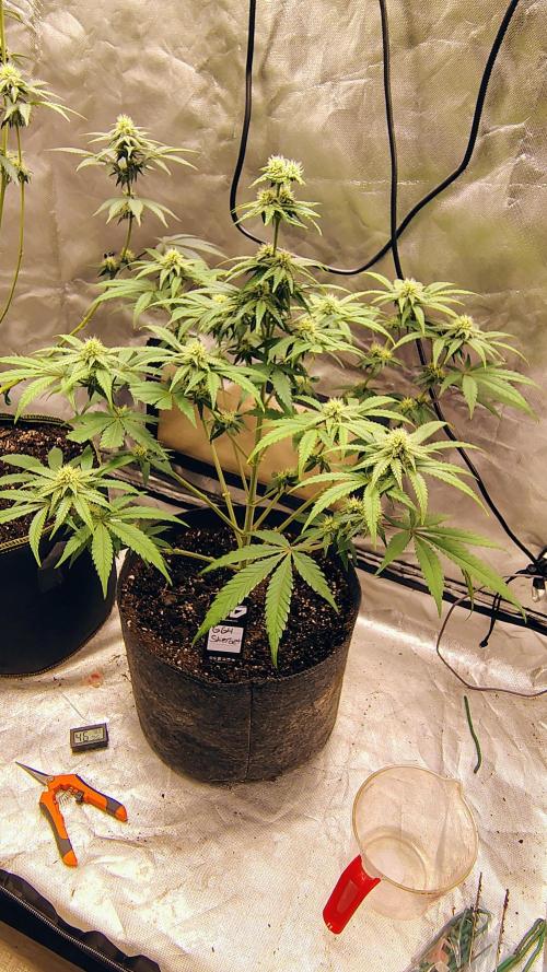 GG4 SHERBET. Week 7