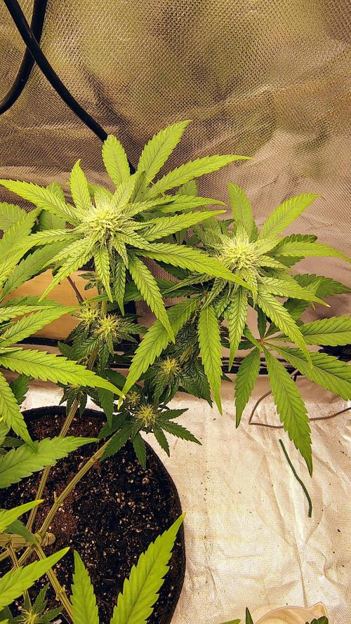GG4 SHERBET. Week 7