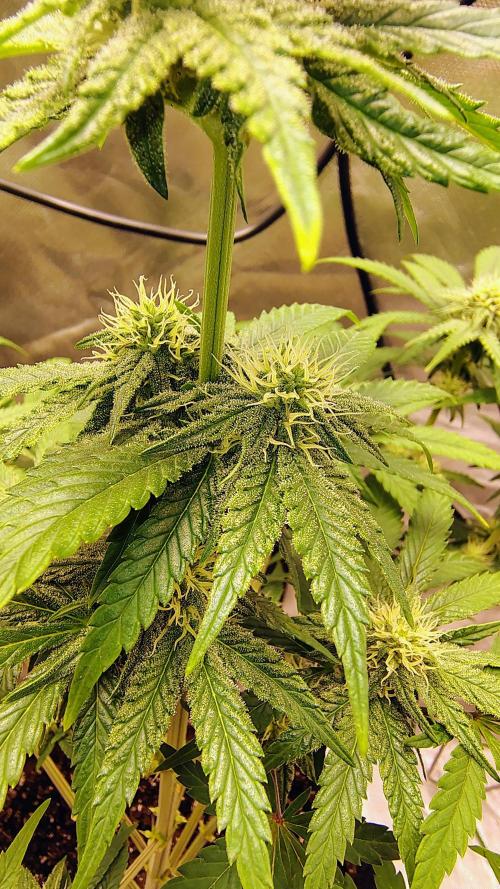 GG4 SHERBET. Week 7