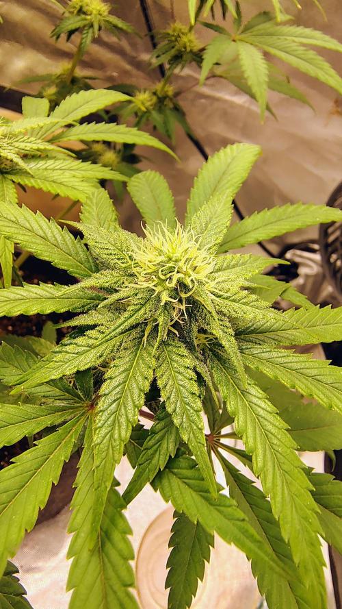 GG4 SHERBET. Week 7