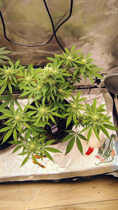 GG4 Sherbet FF. Week 7
