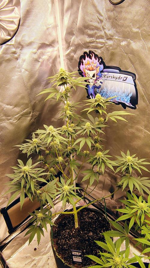 Papayton (papaya Gary Payton). Week 7