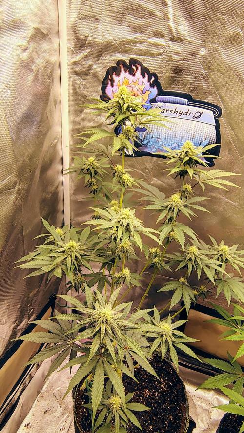 Papayton (papaya Gary Payton). Week 7