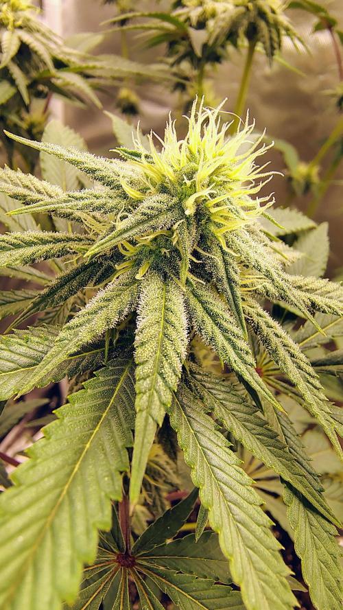 Papayton (papaya Gary Payton). Week 7