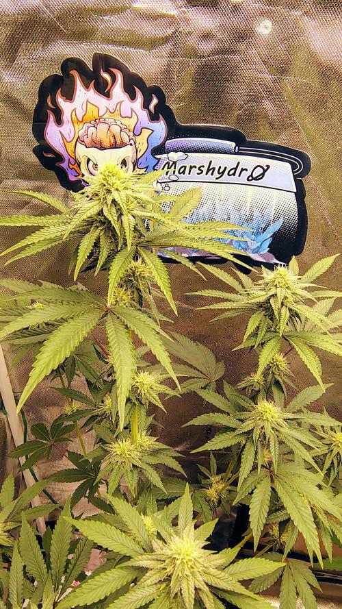 Papayton (papaya Gary Payton). Week 7